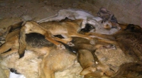 کشتار بی رحمانه سگها در شهر مشهد